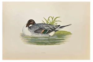 Alexander Francis Lydon, Pintail, Woodcut Print, 1870