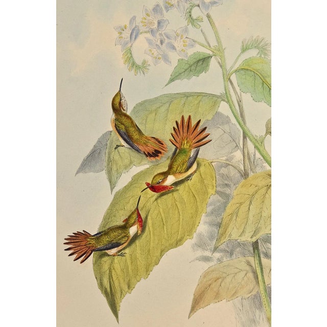 This is a hand-colored folio sized lithograph entitled "Selasphorus Scintilla" (Little Flame-bearer Hummingbirds) by John...