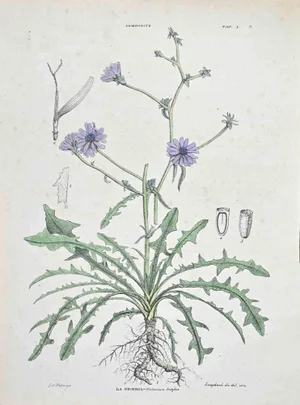 Vincenzo Tenore, The Chicory, Lithograph, 1870s
