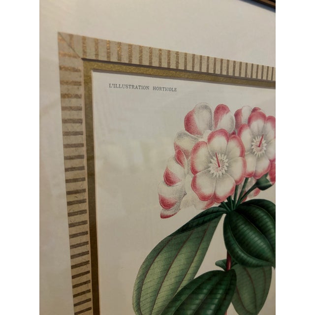 Set of 4 Framed Antique French Botanical Chromolithographs From L’Illustration Horticole by Jean Linden For Sale - Image 12 of 12