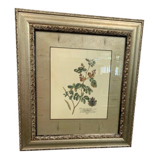 Pair of Framed Botanical Prints in Silver Frames For Sale