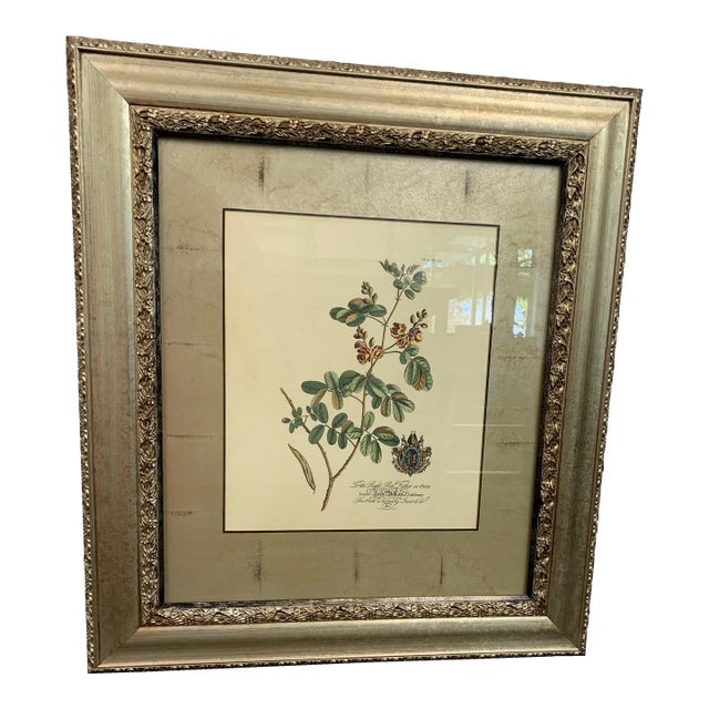 Pair of Framed Botanical Prints in Silver Frames For Sale