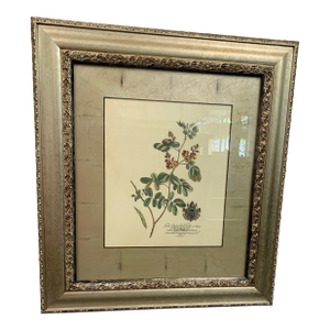 Pair of Framed Botanical Prints in Silver Frames