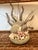 Vintage 1980s Fish Display Statue For Sale In West Palm - Image 6 of 6