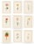 Atelier Aria Lumae Magdalena Rosina Funck Style Botanical Miniature Passe Partout Prints Complete 30 Piece Set A4 For Sale - Image 11 of 18