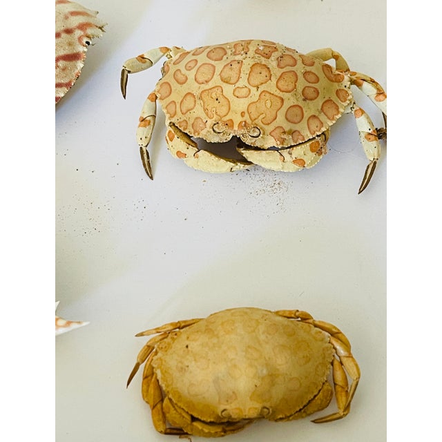 1970s 1970s Coastal Marine Natures Beauty Crab Shells Collection For Sale - Image 5 of 5