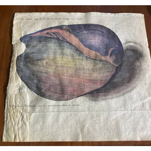 Late 18th Century Authentic 18th Century Hand Painted Engravings of Mollusks. For Sale - Image 5 of 10