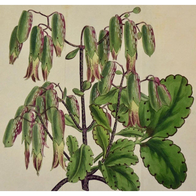 This early 19th century hand-colored double fold-out botanical engraving is entitled "Pendulous-flowered Bryophyllum",...