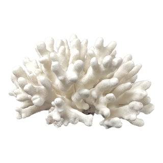 Natural White Elkhorn Coral Reef Specimen For Sale