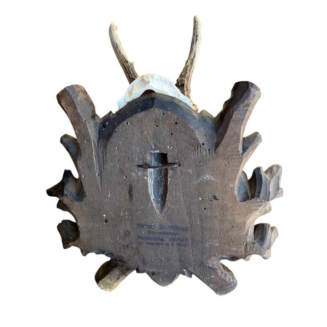 1900 - 1909 Roe Deer Trophy 43 Black Forest Antlers For Sale - Image 5 of 5