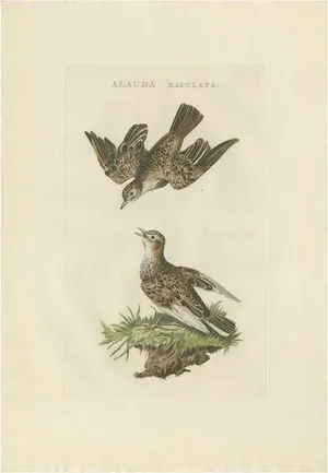 Cornelius Nozeman & J. C. Sepp, Bird Illustration of the Eurasian Sky Lark, 1809, Print