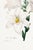 Madonna Lily, Vintage Botanical Art Print Reproduction by Pierre-Joseph Redouté, 16" X 24" For Sale - Image 9 of 10
