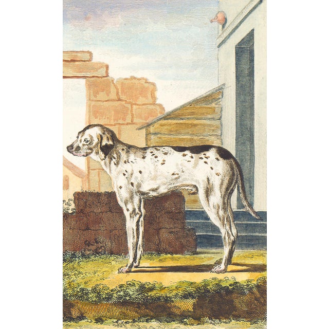 This charming hand-colored 1758 engraving is one of the oldest available prints of a dog. Taken from the 10th volume...