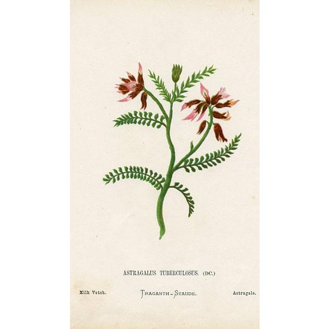 Original antique botanical print from an 1870s guide to the wild flowers of the Holy Land. Each print identifies the name...