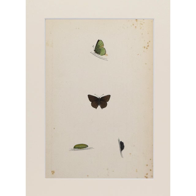 Realism 19th Century Antique Morris Butterfly Print Hand Colored Lithograph 1853 For Sale - Image 3 of 4