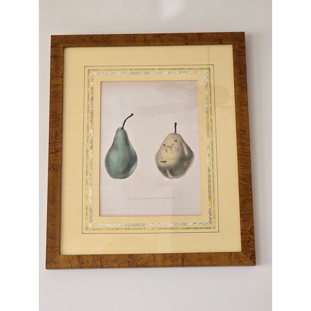 Vintage Framed Pomological Fruit Prints, Set of Three For Sale - Image 12 of 18