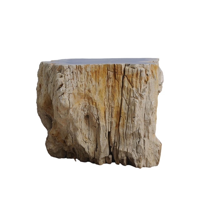 Big Petrified Wood Side Table by Xyleia Petrified Wood For Sale - Image 4 of 6