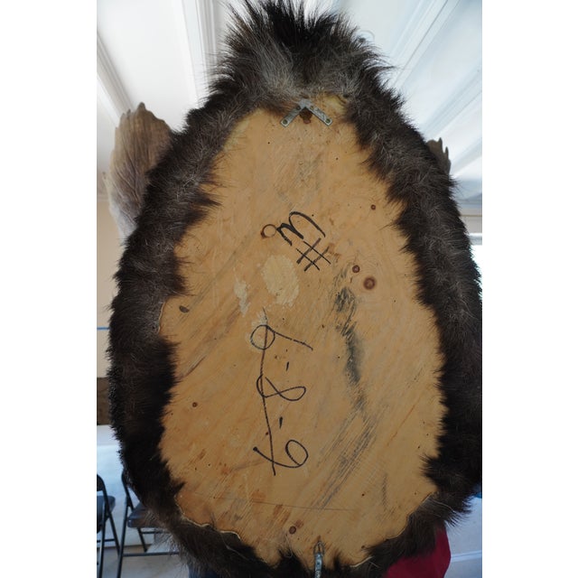Moose Head Bust Mount For Sale - Image 18 of 18