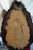 Moose Head Bust Mount For Sale - Image 18 of 18