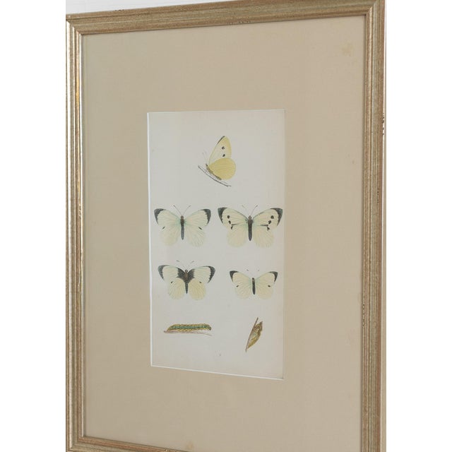 19th C. Hand Colored Butterfly Engravings From England - Set of 4 For Sale - Image 9 of 9