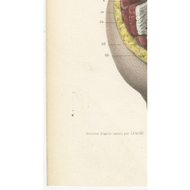 Gold Hirschfeld and Leveille, the Nervous System of the Whole Body, Hirschfeld Double Folding Plate, 1866, Paper For Sale - Image 8 of 12