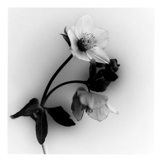 Ugne Pouwell, Black Hellebore No.5, 2023, Black and White Botanical Film Photograph For Sale