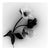 Ugne Pouwell, Black Hellebore No.5, 2023, Black and White Botanical Film Photograph For Sale