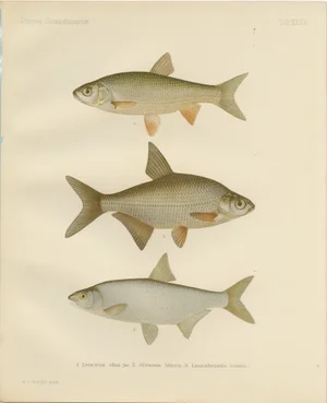 Freshwater Beauties on Litho, 1895, Paper