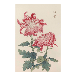 Pink Chrysanthemums, Vintage Japanese Botanical Art Print, 24" X 36"