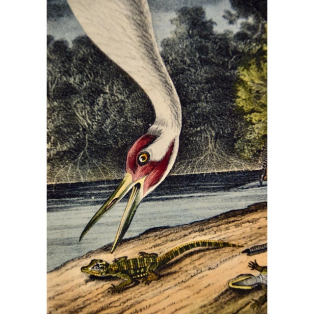 Male Whooping Crane: An Original 19th C. Audubon Hand-Colored Bird Lithograph, 1840-1844 For Sale - Image 4 of 5
