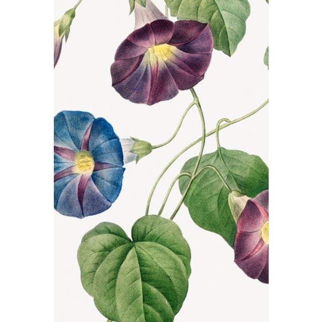 Vintage botanical artwork reproduced from an original illustration by Pierre-Joseph Redouté and refined for modern...