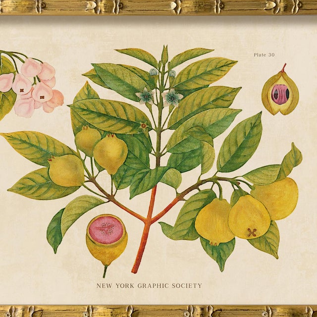 Illustration Reproduction Giclee Print of Vintage Fruit & Flowers (2) Art Print, Framed For Sale - Image 3 of 6