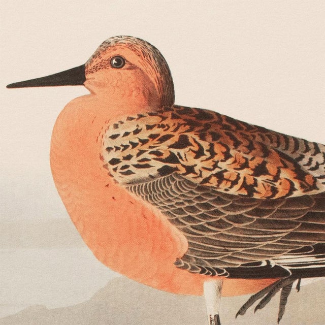 Chinoiserie 1990s Red-Breasted Sandpiper After Audubon, Large Cottage Style Print For Sale - Image 3 of 10