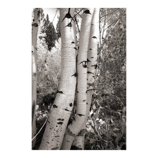 Fall Landscape Digital Archival Print "Aspen #5" by Jacques Gael Cressaty 2025 For Sale