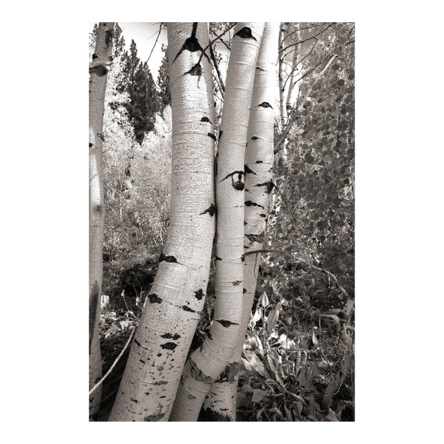 Fall Landscape Digital Archival Print "Aspen #5" by Jacques Gael Cressaty 2025 For Sale