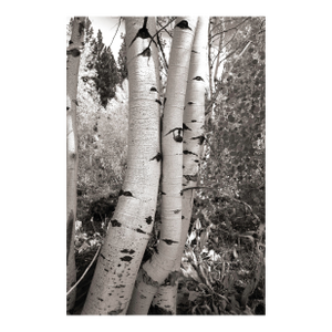 Fall Landscape Digital Archival Print "Aspen #5" by Jacques Gael Cressaty 2025