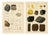 Kenngott, Set of Two Mineralogy Chromolithographs, Fluorite, Amber & Coal, 1888, Paper For Sale
