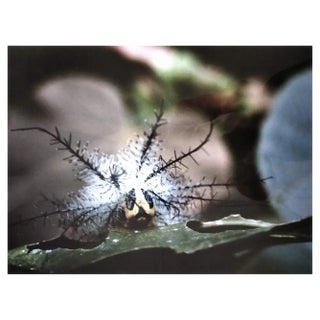 A.H., Nature Image, 1990, Photographic Print For Sale