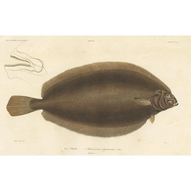 Blanchard, Icelandic Flounder, Hand-Colored Lithograph, 1845 For Sale - Image 4 of 10