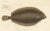 Blanchard, Icelandic Flounder, Hand-Colored Lithograph, 1845 For Sale - Image 4 of 10