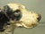 Vintage Hubley Cast Iron English Setter or Pointer Dog Doorstop For Sale - Image 11 of 17