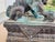 Antique Bronze Guardian Lions or Foo Dogs - A Pair For Sale - Image 11 of 17