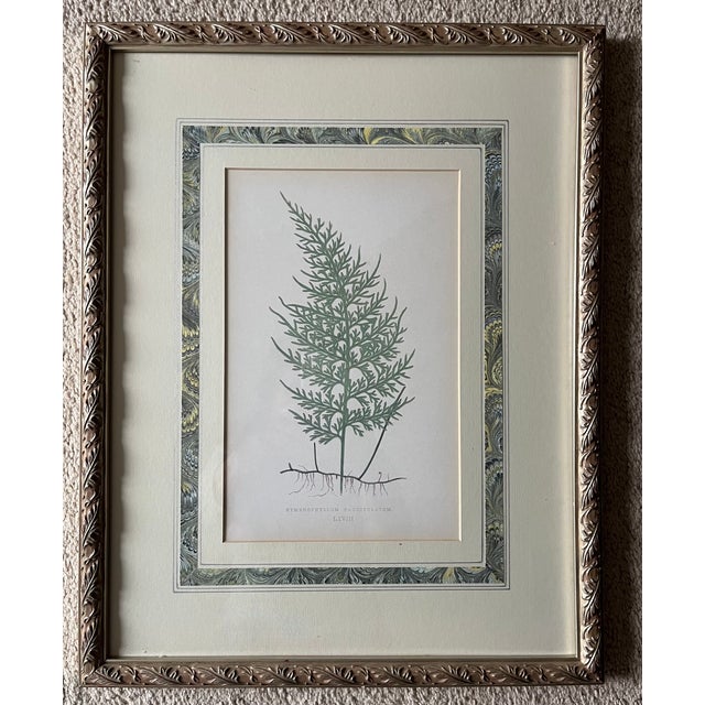 Custom Framed Antique Fern Prints-Set of 3 For Sale - Image 4 of 6