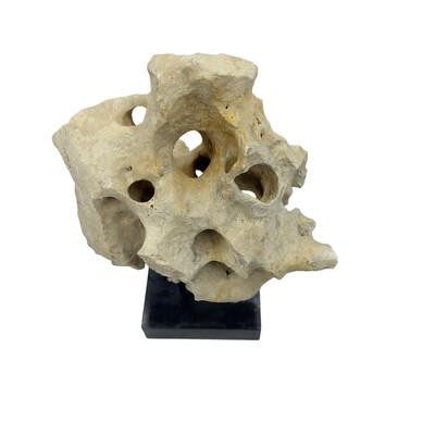 2010s Indonesian Coral Stone On Teak Stand For Sale - Image 5 of 5