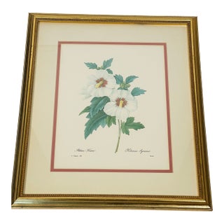 1940s P.J.Redoute Botanical Hibiscus Chromolithograph in Hold Frame For Sale
