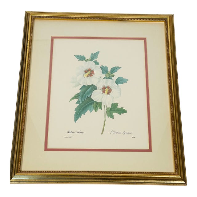 1940s P.J.Redoute Botanical Hibiscus Chromolithograph in Hold Frame For Sale