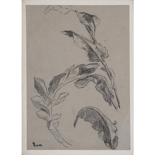 Maximilien Luce, Study of Leaves, Original Drawing For Sale - Image 6 of 6