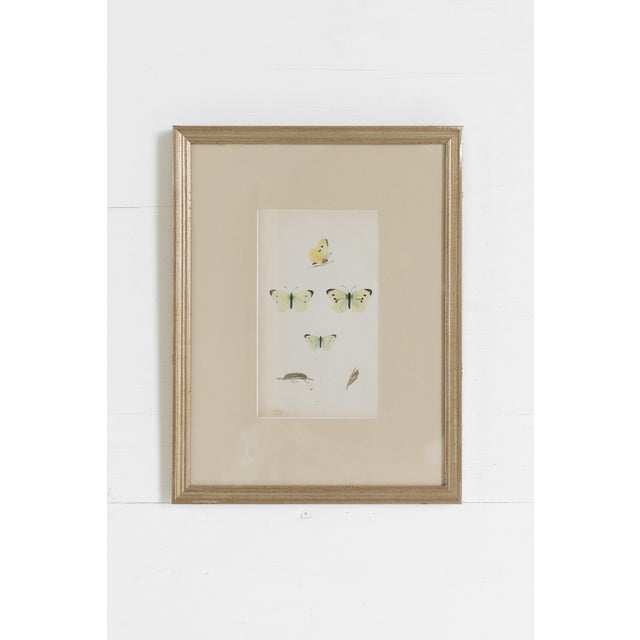 19th C. Hand Colored Butterfly Engravings From England - Set of 4 For Sale - Image 4 of 9