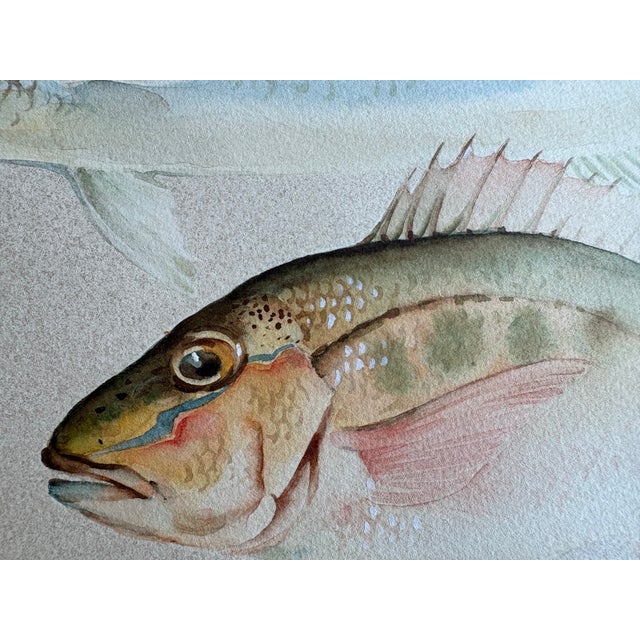 Rustic Midcentury Fish Watercolor, Signed, Matted and Framed For Sale - Image 3 of 6