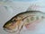 Rustic Midcentury Fish Watercolor, Signed, Matted and Framed For Sale - Image 3 of 6